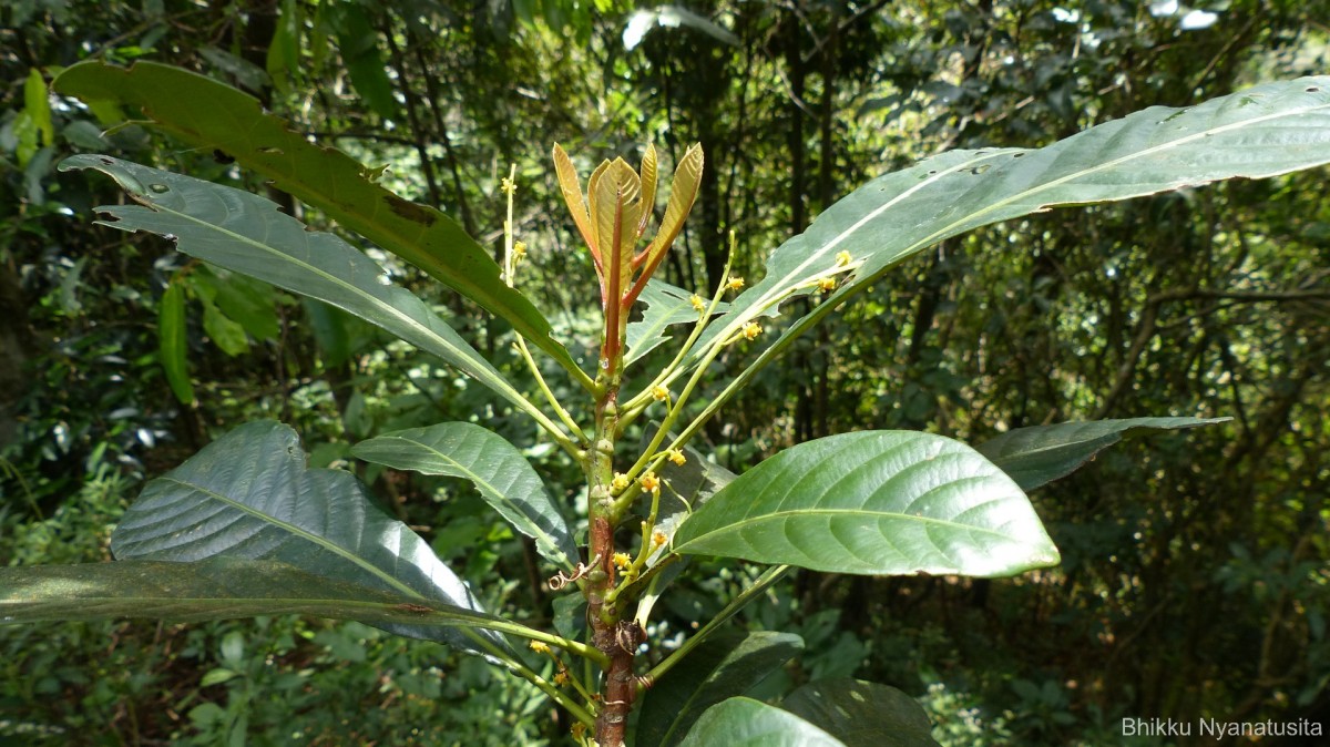 Agrostistachys borneensis Becc.